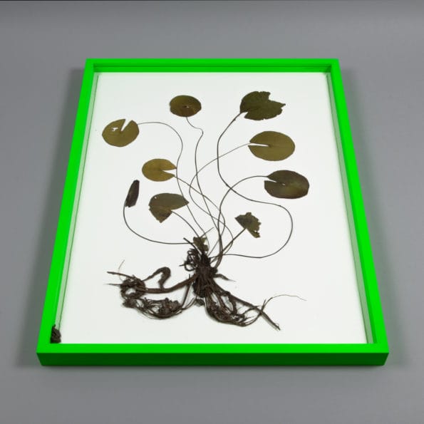 Olafur Eliasson, Herbarium