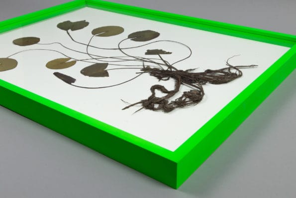 Olafur Eliasson, Herbarium