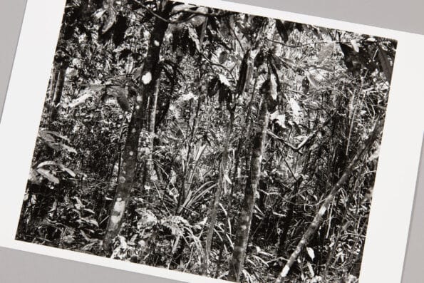 Thomas Struth, Daintree