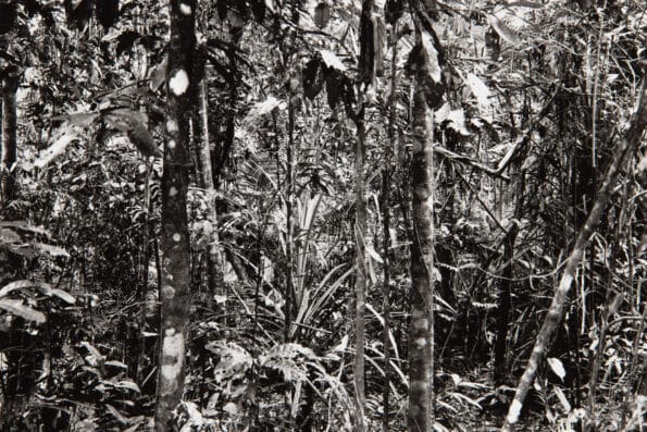 Thomas Struth, Daintree