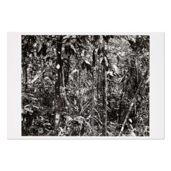 Thomas Struth, Daintree